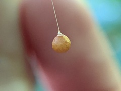 Theridiosoma