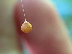 Theridiosoma