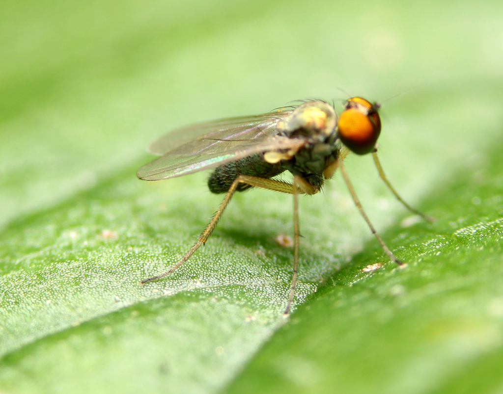 Chrysotus pallipes