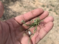 Pectocarya heterocarpa
