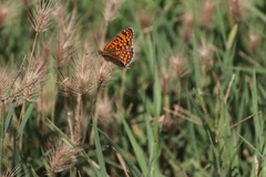 Melitaea phoebe