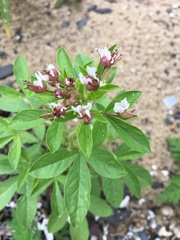 Polanisia dodecandra dodecandra