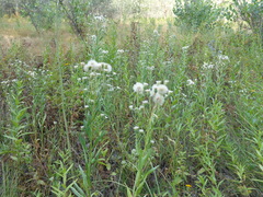 Erigeron acris podolicus