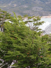 Nothofagus betuloides