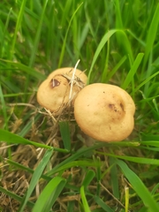 Marasmius oreades