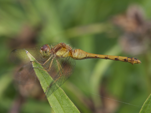 Autumn Meadowhawk, photo 9 of 9