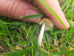 Marasmius oreades