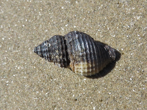 Solenosteira cancellaria