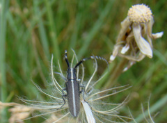 Agapanthia cardui