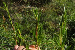 Cliffortia strobilifera