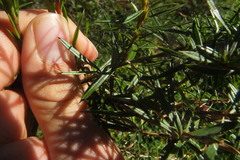 Cliffortia strobilifera