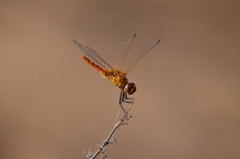 Urothemis signata