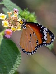 Danaus chrysippus