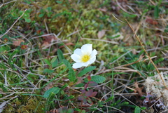 Dryas alaskensis