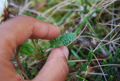 Dryas alaskensis