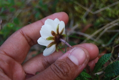 Dryas alaskensis