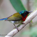 Fork-tailed Sunbird - Photo (c) 57Andrew, some rights reserved (CC BY-NC-ND), uploaded by 57Andrew