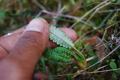 Dryas alaskensis