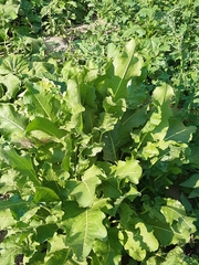 Rumex rugosus