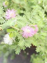 Mimosa pigra