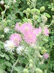 Mimosa pigra