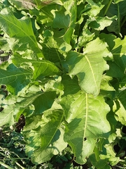 Rumex rugosus