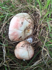 Russula maculata