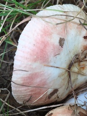 Russula maculata