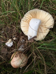 Russula maculata