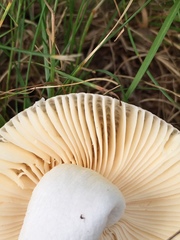 Russula maculata