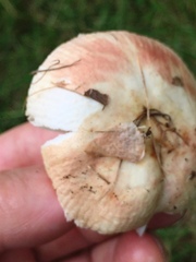 Russula maculata