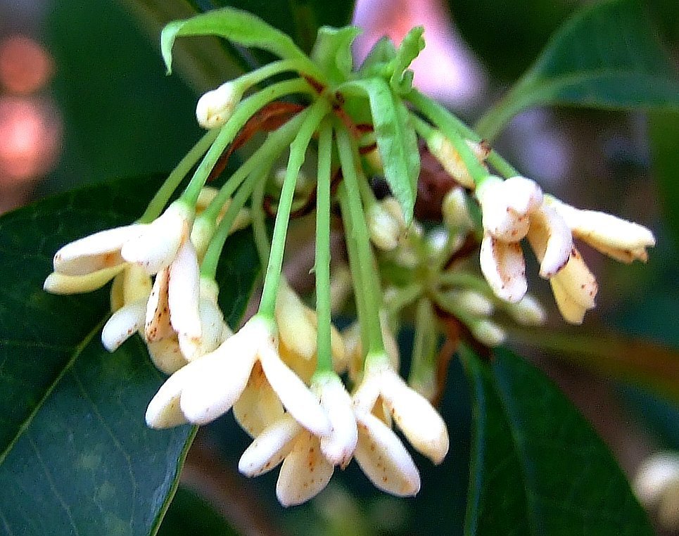 Osmanthus fragrans (Flora Singapore List O) · iNaturalist