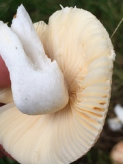Russula maculata