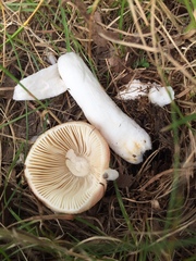 Russula maculata