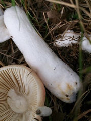 Russula maculata