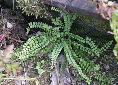Asplenium trichomanes