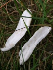Russula maculata