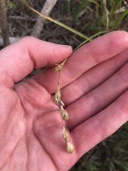 Carex silicea