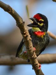 Psilopogon haemacephalus