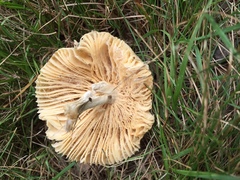 Russula maculata