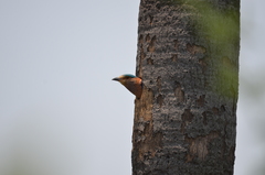 Coracias benghalensis