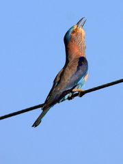 Coracias benghalensis