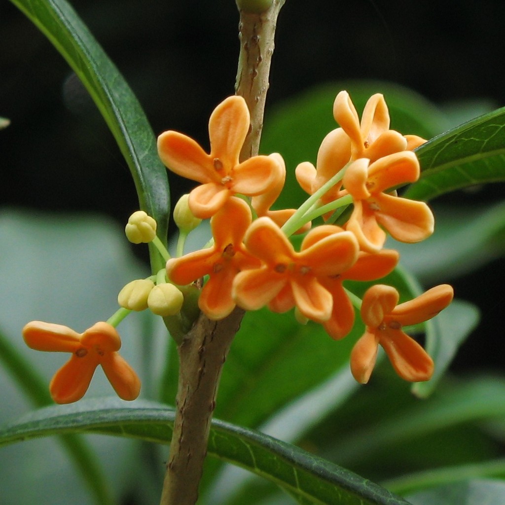 Osmanthus fragrans (Flora Singapore List O) · iNaturalist