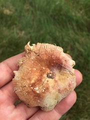 Russula maculata