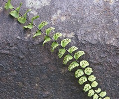 Asplenium trichomanes