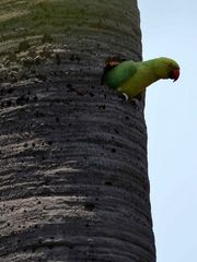 Psittacula krameri
