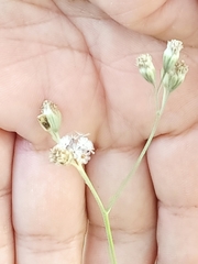 Florestina tripteris