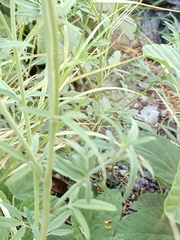 Florestina tripteris