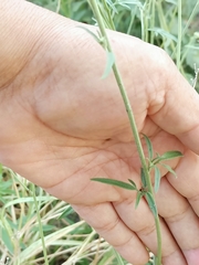 Florestina tripteris