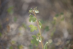 Ribes aureum gracillimum
